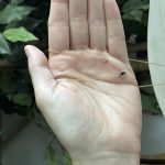 0.12ct 2 natural black diamond 14k yellow necklace 16”